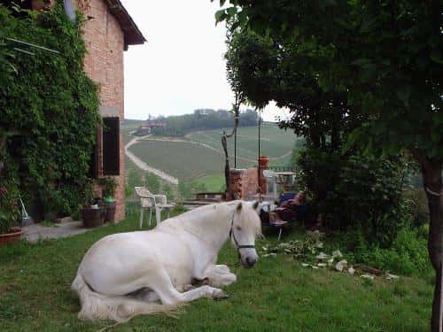 Reiten